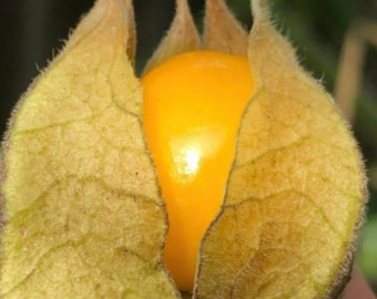 6 Fresh cuttings of Goldenberry 'pineapple'. Physalis peruviana.