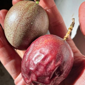 20 Seeds of Passiflora edulis &#39;Frederick&#39; - the best tasting passion fruit !