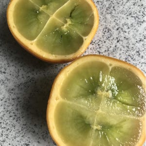 20 of the exotic Naranjilla seeds -  Solanum quitoense,