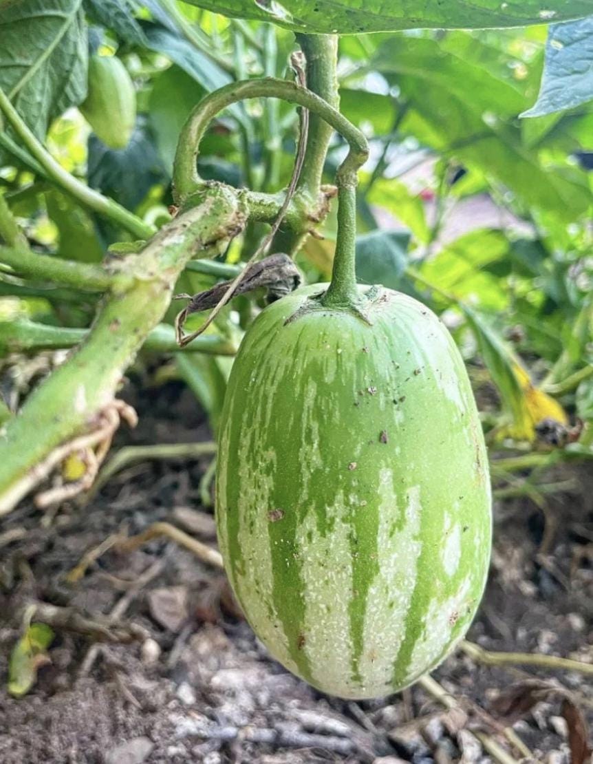 Graines De Poire Melon Pépino à Semer | Les Graines Bocquet - Foto 4