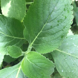 6 Cuttings of Aromatic Cuban Oregano, Plectranthus amboinicus.