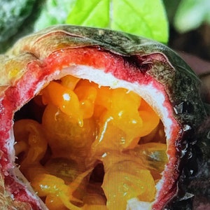 Puede incluir: Primer plano de una fruta de la pasi&oacute;n cortada por la mitad, revelando la pulpa amarilla brillante y las semillas en el interior. La fruta tiene un exterior rojo oscuro y morado.