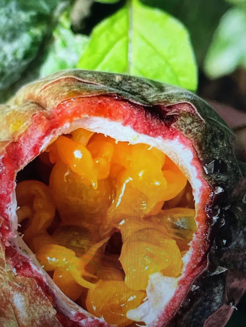 Puede incluir: Primer plano de una fruta de la pasi&oacute;n cortada por la mitad, revelando la pulpa amarilla brillante y las semillas en el interior. La fruta tiene un exterior rojo oscuro y morado.