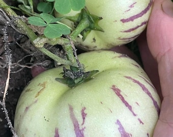 6 Cuttings of 'Gold' Pepino melon - Solanum muricatum.