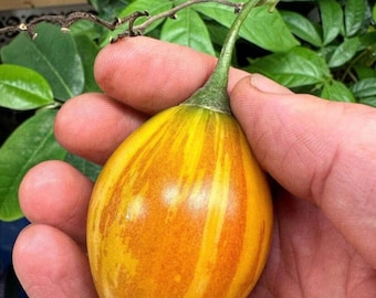20 seeds of the rare tamarillo variety 'camo'. Tree tomato.