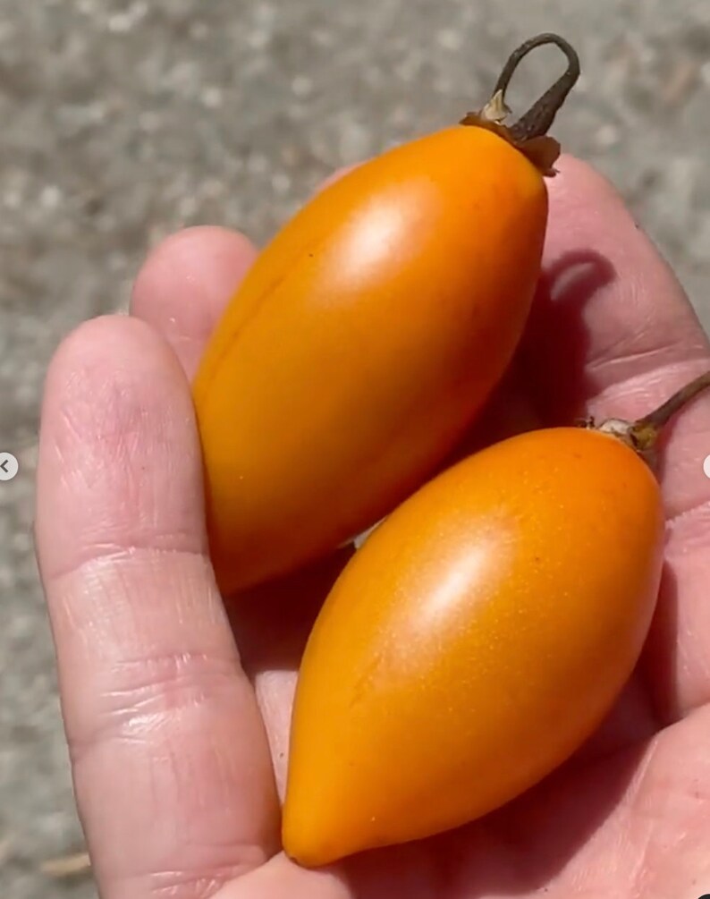 Super Rare Solanum unilobum. Peruvian Tamarillo. 4 Cuttings. image 9