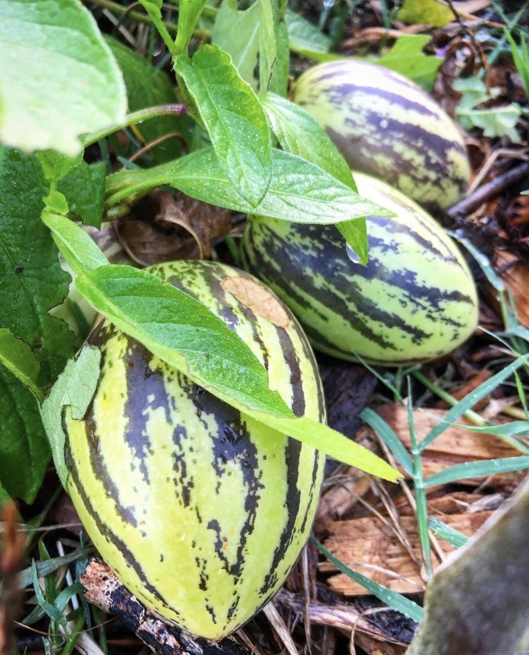 6 Cuttings of 'kendall Gold' Pepino Melon - Solanum Muricatum. - Etsy