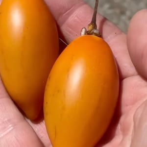 Super Rare Solanum unilobum. Peruvian Tamarillo. 4 Cuttings. image 1