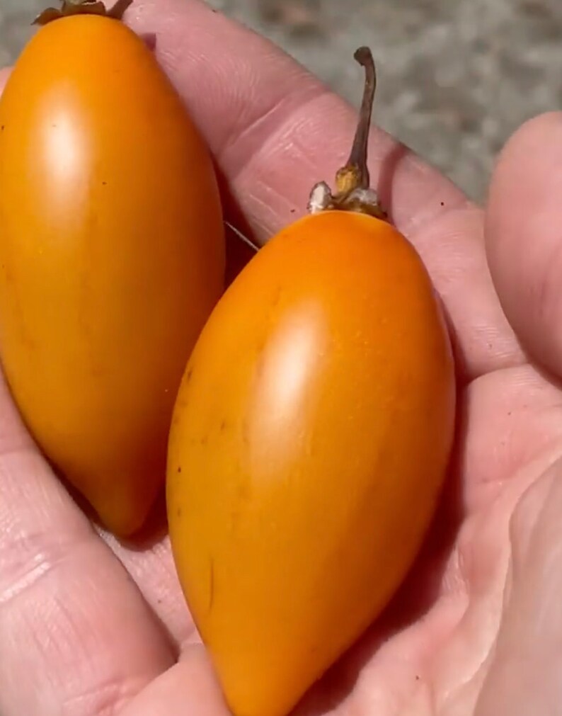 Super Rare Solanum unilobum. Peruvian Tamarillo. 4 Cuttings. image 1