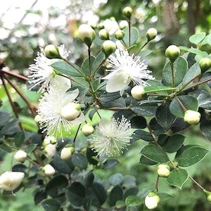 6 Fresh Cuttings of Luma apiculata: Chilean Guava.