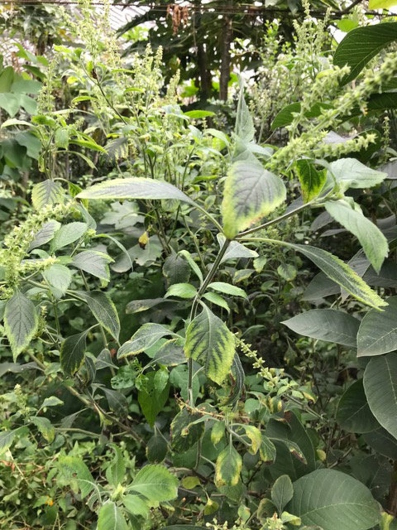 6 cuttings of aromatic Vana Tulsi ocimum gratissimum Holy Basil image 6