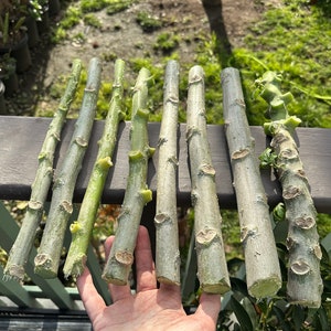 Rare Mountain Papaya Cuttings. Vasconcellea pubescens var. ‘Jamie’.