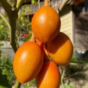 6 fresh cuttings of Orange Tree Tomato, Solanum betaceum