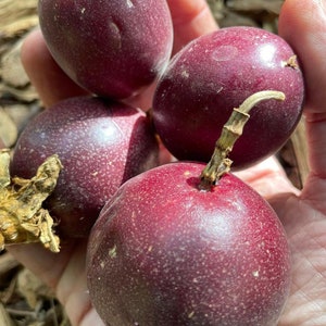Puede incluir: Cuatro frutos de la pasi&oacute;n maduros con un tono p&uacute;rpura intenso y una piel ligeramente texturizada. Las frutas est&aacute;n dispuestas en una mano, con una fruta que tiene un peque&ntilde;o tallo.