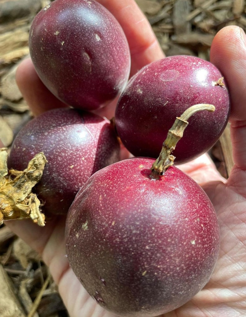 Puede incluir: Cuatro frutos de la pasi&oacute;n maduros con un tono p&uacute;rpura intenso y una piel ligeramente texturizada. Las frutas est&aacute;n dispuestas en una mano, con una fruta que tiene un peque&ntilde;o tallo.