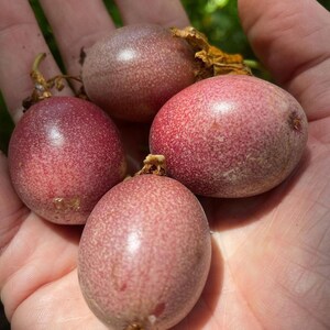 Puede incluir: Cuatro frutos de la pasi&oacute;n maduros con un tono p&uacute;rpura intenso y una piel texturizada. Las frutas est&aacute;n dispuestas en una mano, mostrando su tama&ntilde;o y forma.