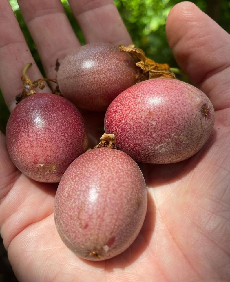 Puede incluir: Cuatro frutos de la pasi&oacute;n maduros con un tono p&uacute;rpura intenso y una piel texturizada. Las frutas est&aacute;n dispuestas en una mano, mostrando su tama&ntilde;o y forma.