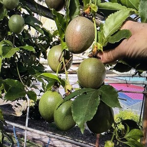Puede incluir: Primer plano de una vid de maracuy&aacute; con varios frutos de maracuy&aacute; verdes creciendo en ella. Los frutos cuelgan de la vid y est&aacute;n rodeados de hojas verdes.
