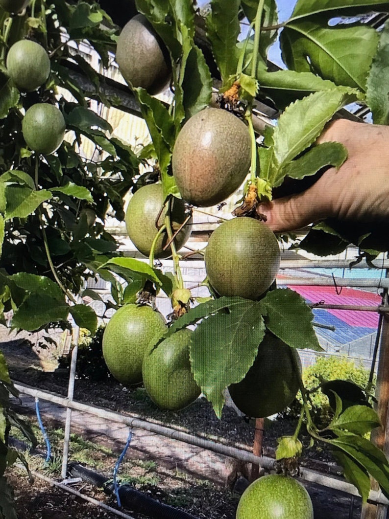 Puede incluir: Primer plano de una vid de maracuy&aacute; con varios frutos de maracuy&aacute; verdes creciendo en ella. Los frutos cuelgan de la vid y est&aacute;n rodeados de hojas verdes.