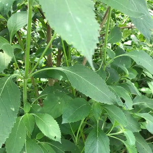 6 cuttings of aromatic Vana Tulsi ocimum gratissimum Holy Basil image 3