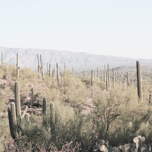 Desert Landscape, Sonoran Desert, Desert, 0543