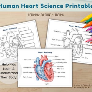 Könnte beinhalten: Drei druckbare Blätter mit Diagrammen der menschlichen Herzanatomie. Ein Blatt ist eine leere Vorlage zum Beschriften, eines ist ein teilweise beschriftetes Diagramm und eines ist eine farbige anatomische Illustration. Enthält bunte Stifte.