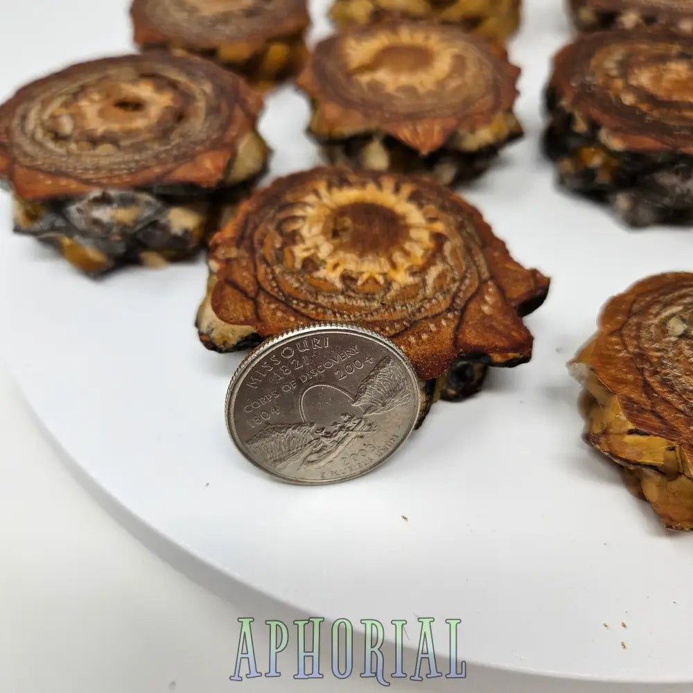 10 b Quality Knobcone Pine Cone Slices for Jewelry Crafts Etsy