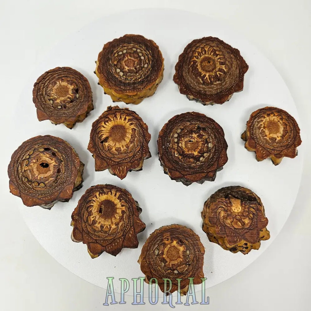 10 b Quality Knobcone Pine Cone Slices for Jewelry Crafts Etsy