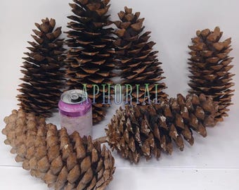 Giant Sugar Pine Cones (9-12 Inch) – Northern California Crafts, Decorations (Multi Pack)