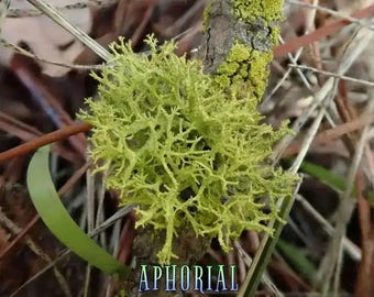 Wolf Lichen (Letharia Columbiana) for Arts, Crafts, Dyes & Decorations