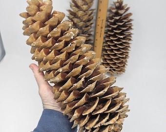 Sugar Pine Cones for Crafts and Decorations (Multipack) - Longest Pinecones in the World - Excellent Condition