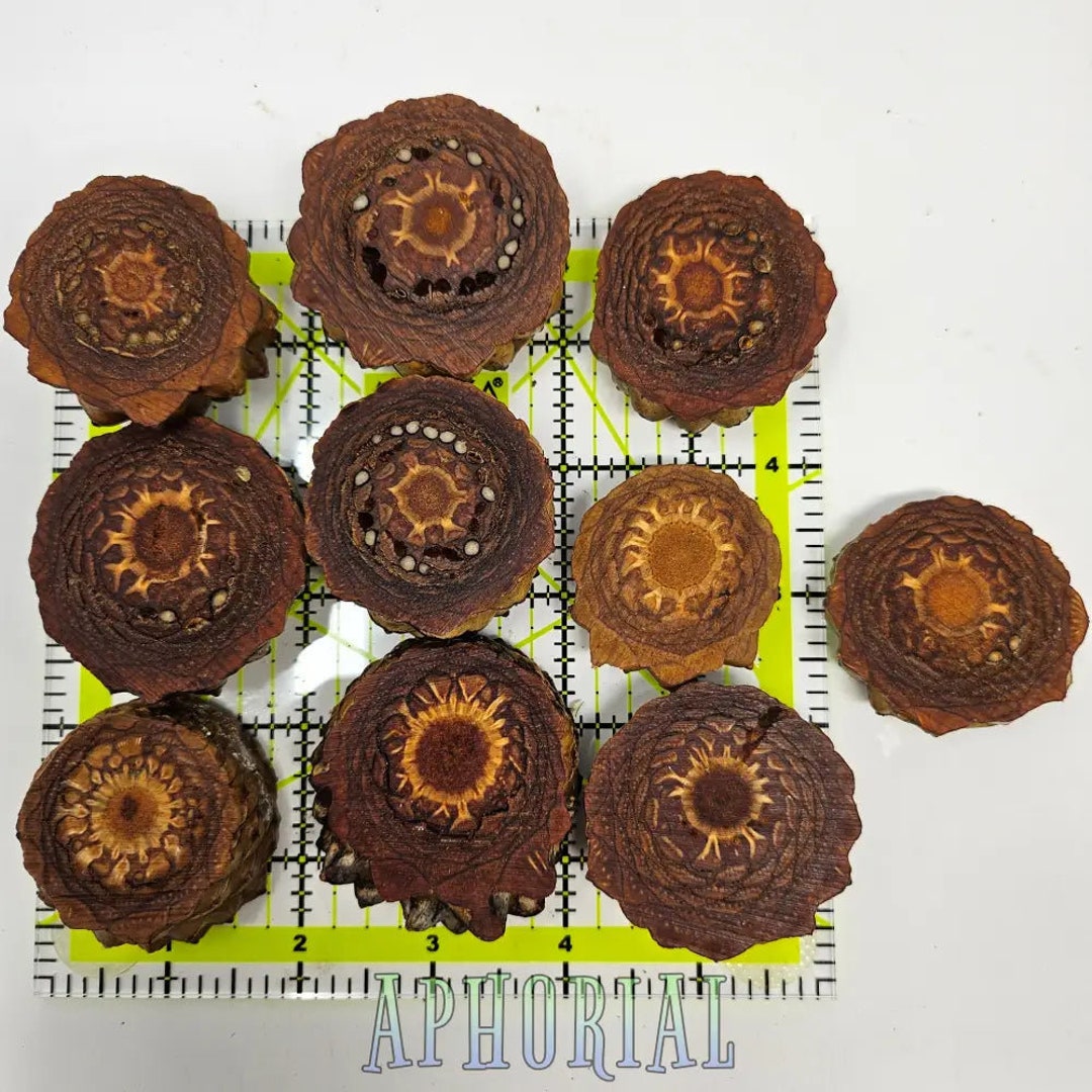 10 b Quality Knobcone Pine Cone Slices for Jewelry Crafts Etsy