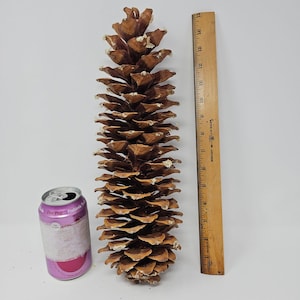 Sugar Pine Cones for Crafts and Decorations - Longest Pinecones in the World