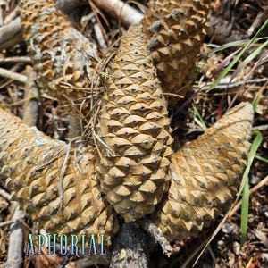 May include: Close-up of four brown pine cones with a textured, scaly surface. The cones are arranged in a cluster, with some overlapping.