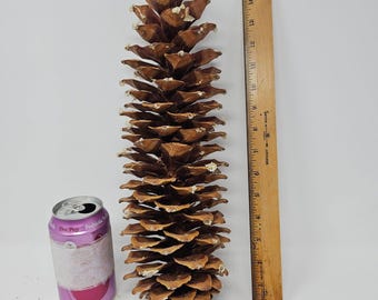 Sugar Pine Cones for Crafts and Decorations - Longest Pinecones in the World