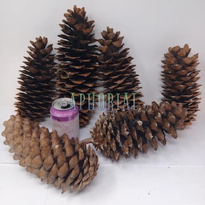 Giant Sugar Pine Cones (9-12 Inch) – Northern California Crafts, Decorations (Multi Pack)