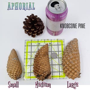 Multi Pack Whole Knobcone Pine Cone Pinus Attenuata Pinecones for Crafts Decorations Jewelry - Fresh, Bulk