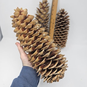 May include: Three large, brown pine cones. The cones are approximately 12 inches long and have a textured, scaly surface.