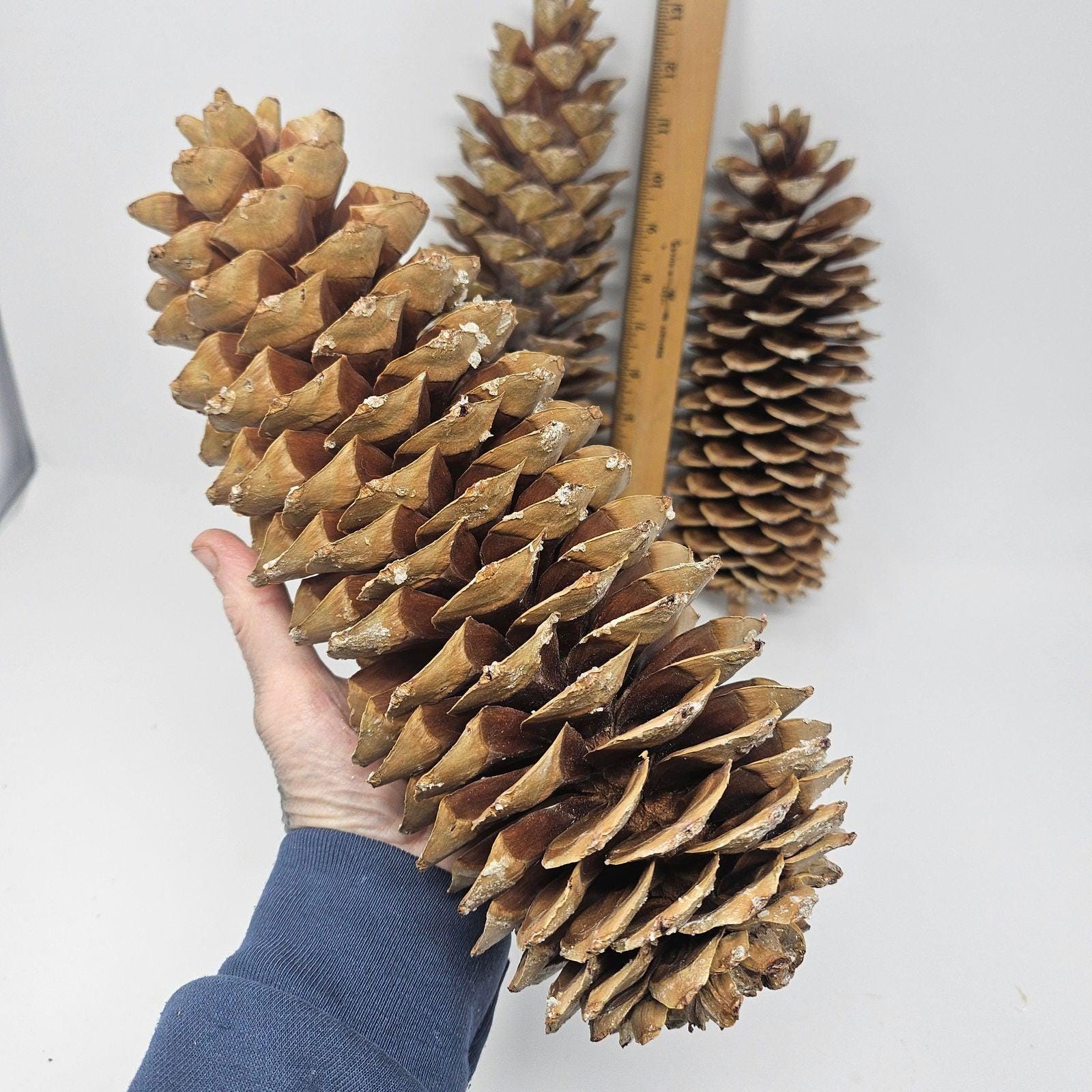 Cône De Pin à Sucre Géant Doré – 14 Pouces – Décoration Naturelle Des USA