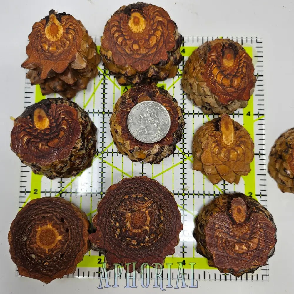 10 b Quality Knobcone Pine Cone Slices for Jewelry Crafts Etsy