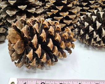 30 Ponderosa Pine Cones for Decorations and Crafts