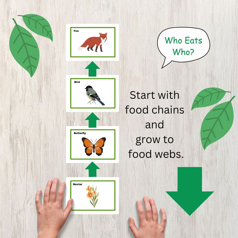 Food  Activity Create Food Chains and Food s Including Producers