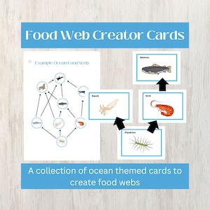 Voedselwebactiviteit | Creëer voedselketens en voedselwebben, inclusief producenten, consumenten en afbrekers | Oceaanvoedselweb