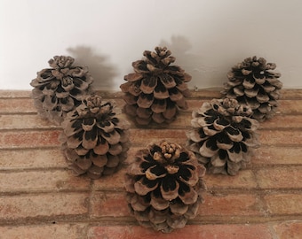 Grandi pigne dalla Spagna - pigne naturali, pigne di abete, decorazioni, lavoretti fai da te, ghirlanda, corona d'Avvento, Natale, floricoltura, matrimonio