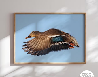 Stampa artistica di un'anatra in volo, poster di uccelli selvatici, decorazione rustica per baita.
