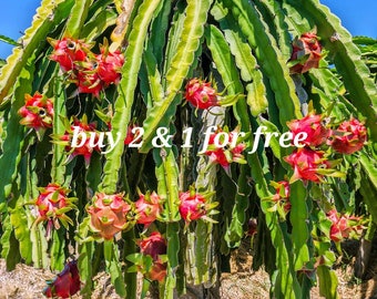 Dragon fruit Plant, 1 fresh cutting leaf ( ORGANIC) by 2 & 1 for free ( easy growing)