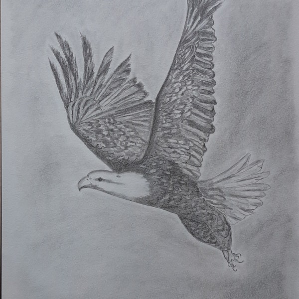 Envol d'un aigle - Dessin Crayon graphite