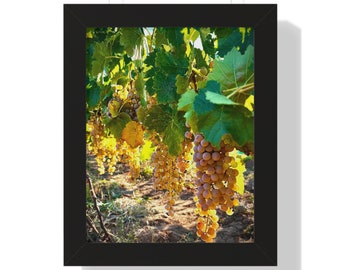 May include: A close-up of a grapevine with clusters of ripe, golden-yellow grapes hanging from the branches. The grapes are illuminated by the sun, creating a warm, inviting glow.