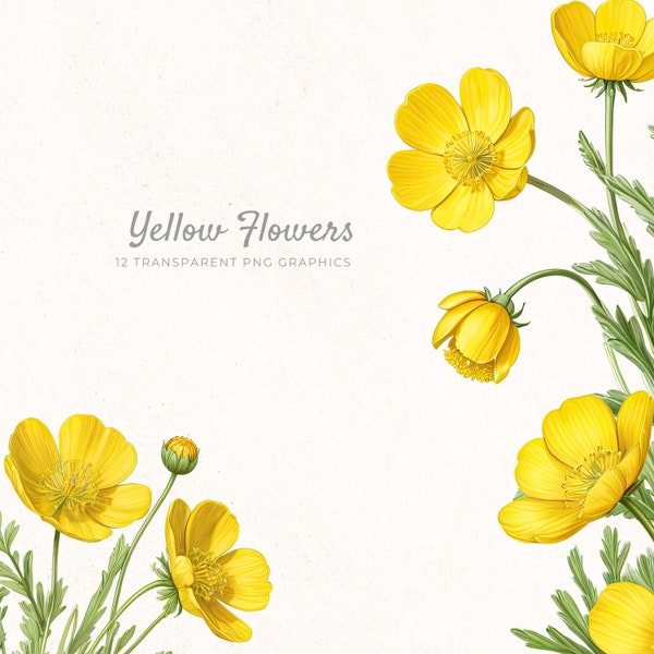 Yellow Buttercup Flowers Clipart, Spring Floral Clip Art, Instant Download PNG, Flower Illustration