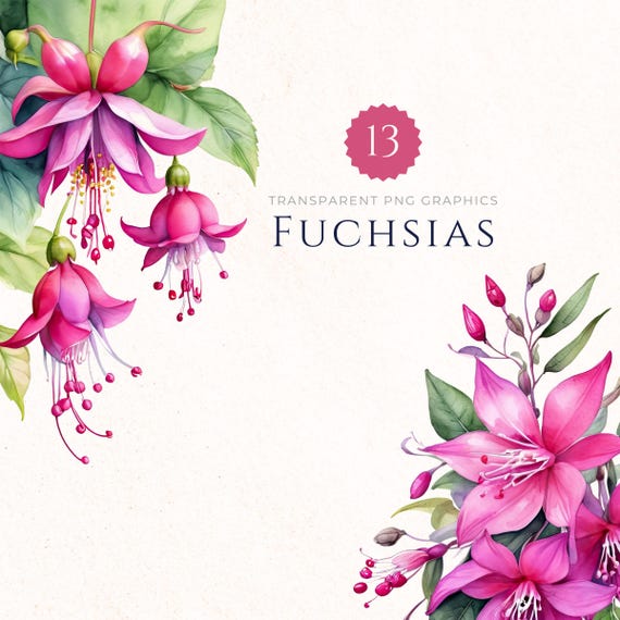 Fuchsia Blooms Journal Fuchsia Blooms Journal
